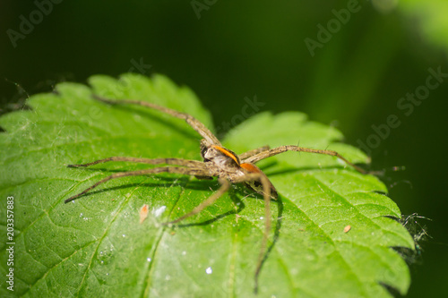 Forest spider in its natural environment  © caocao191