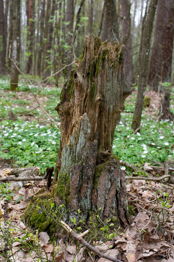 Old rotten tree stump in the forest. Old rotten tree stump in the forest.
