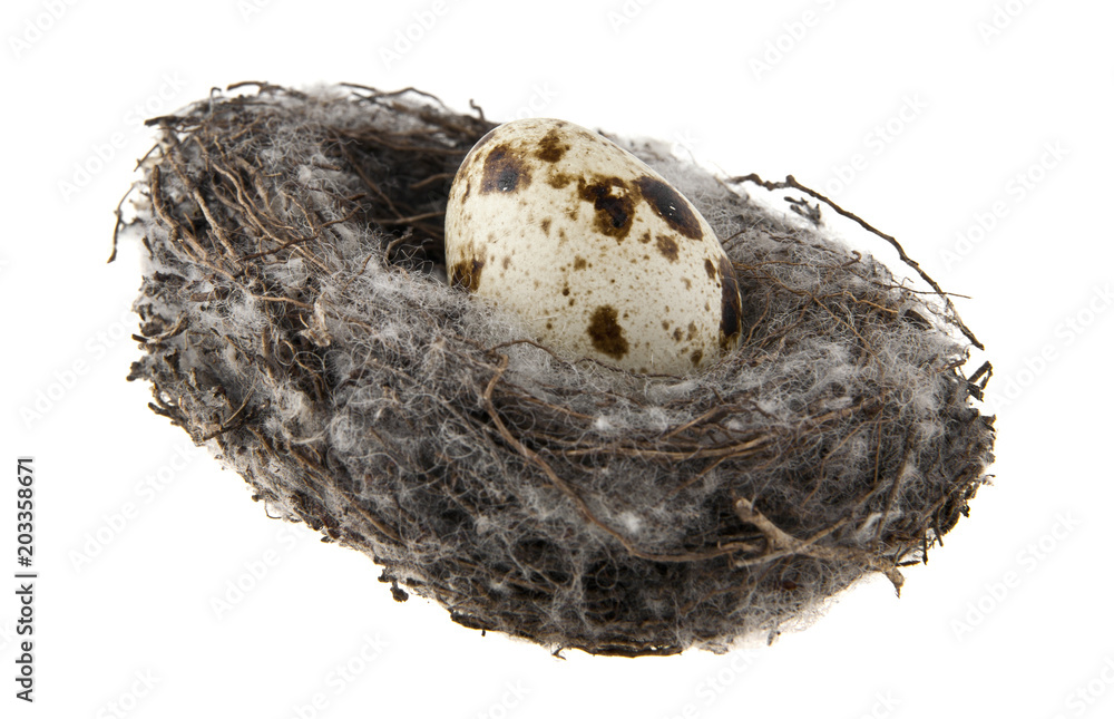 quail eggs in a nest isolated on white background quail eggs in a nest isolated on white background