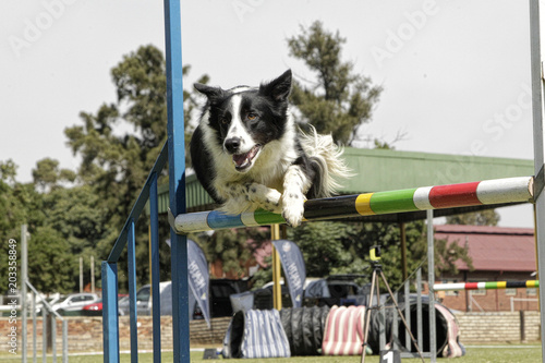 Dog training/Dog competition/working dog.