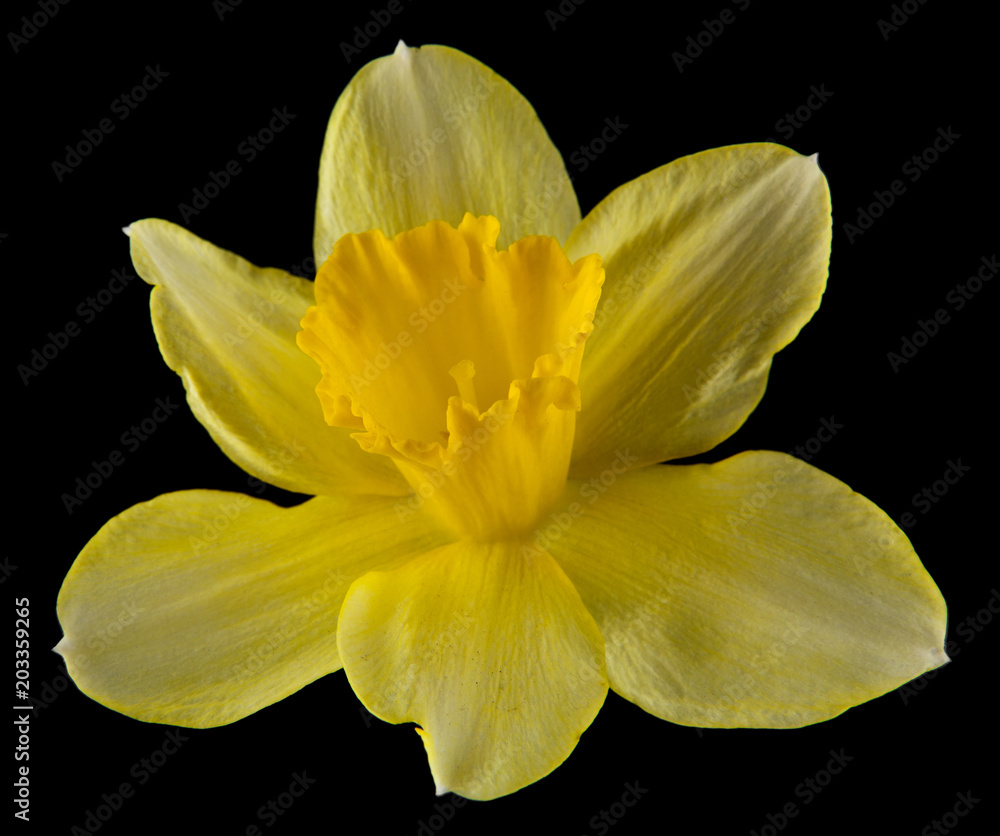 Fototapeta premium flowers of daffodils on a black background