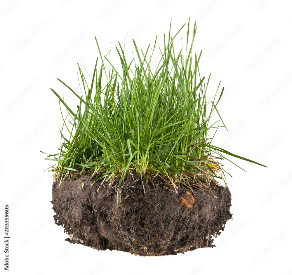 green grass in soil isolated on white background green grass in soil isolated on white background