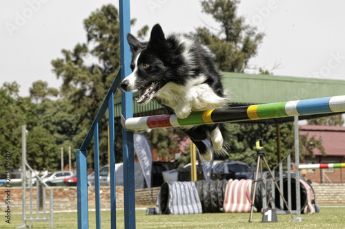 Dogs in action/ Working dogs/ Dog training