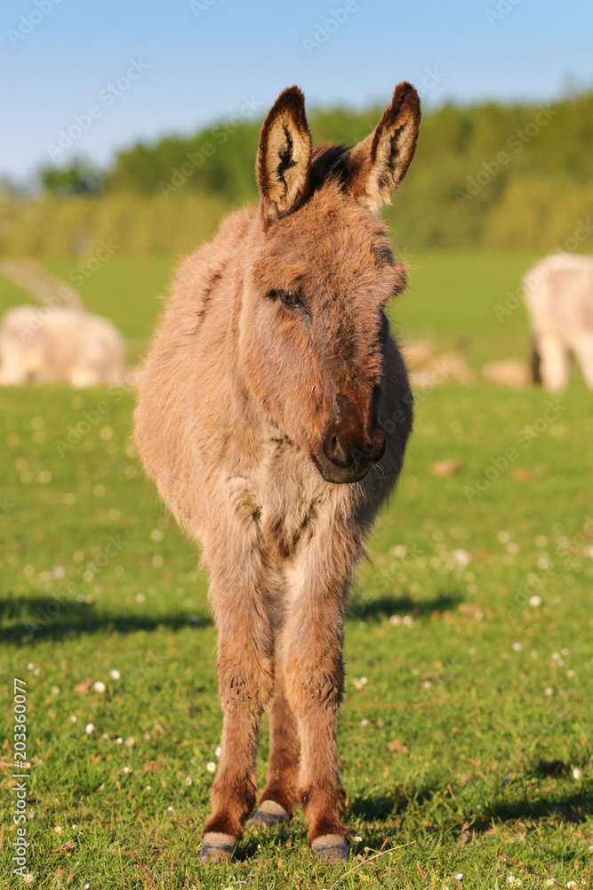 Fototapeta premium Brown wild donkey on the meadow