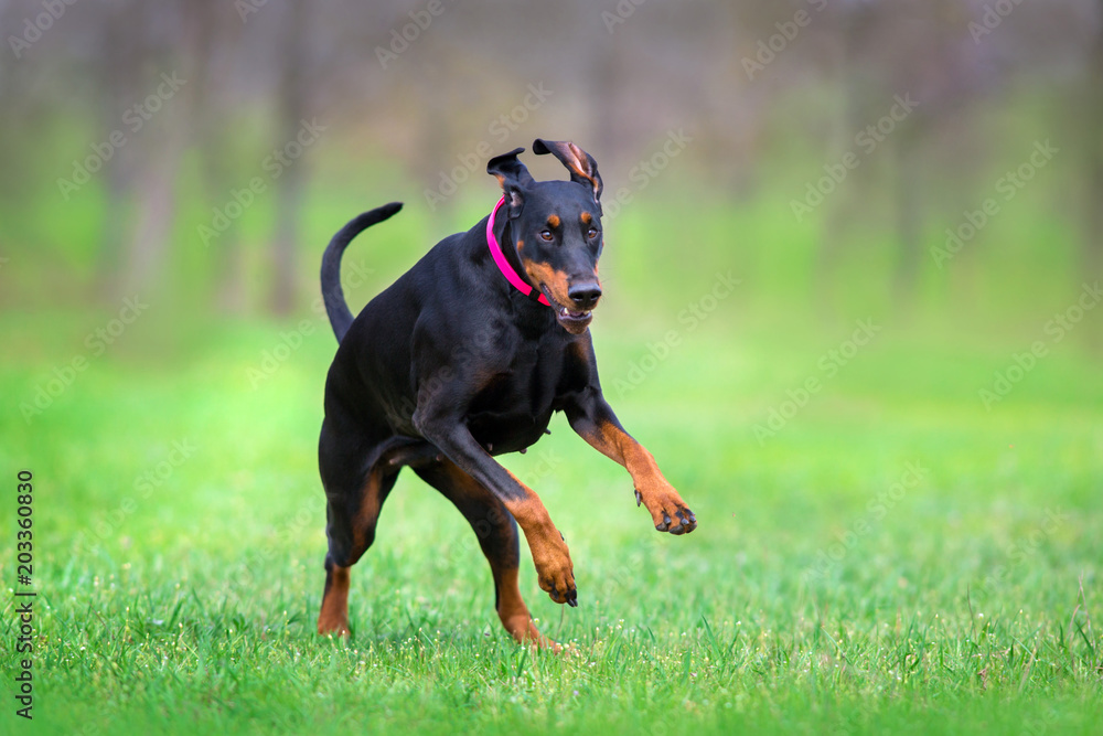 Black doberman run fast in spring field in park Black doberman run fast in spring field in park