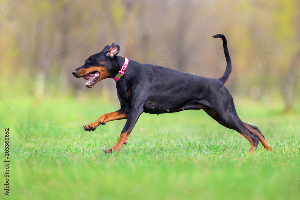 Black doberman run fast in spring field in park Black doberman run fast in spring field in park