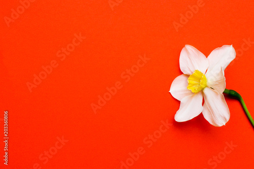 Narcissus on a red background, place for your text.