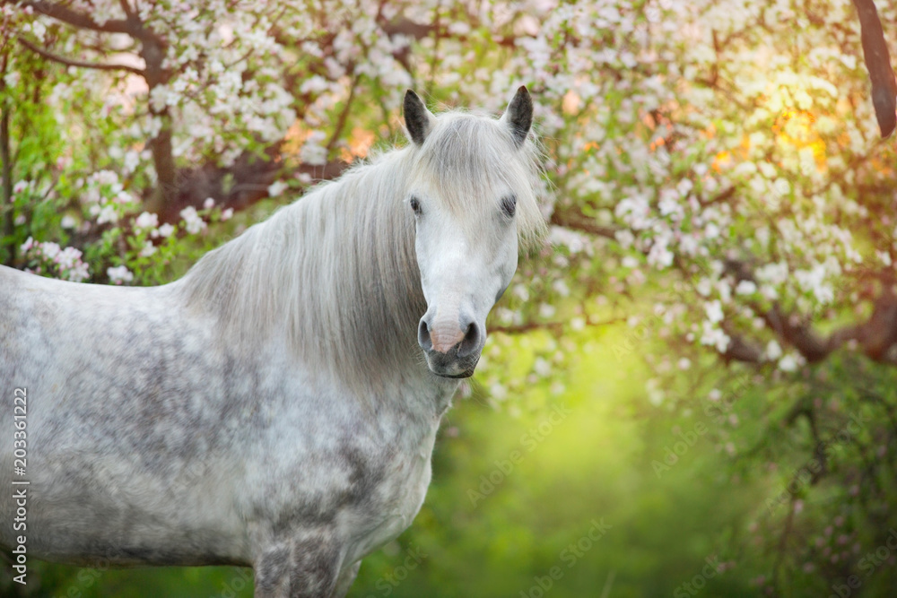 White horse portrait in spring blossom tree White horse portrait in spring blossom tree