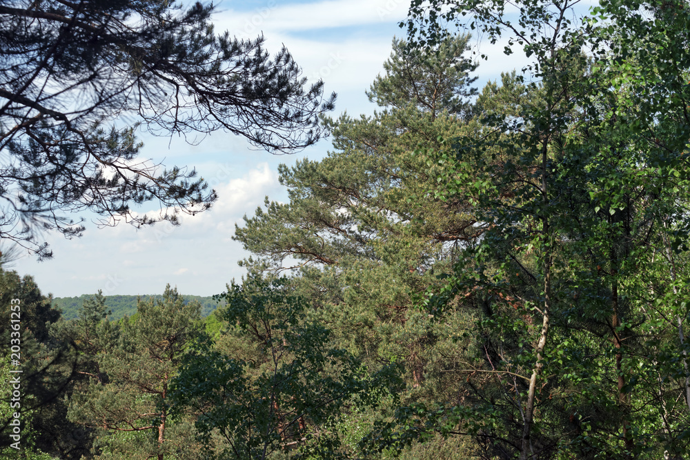 La malmontagne en forêt de Fontainebleau