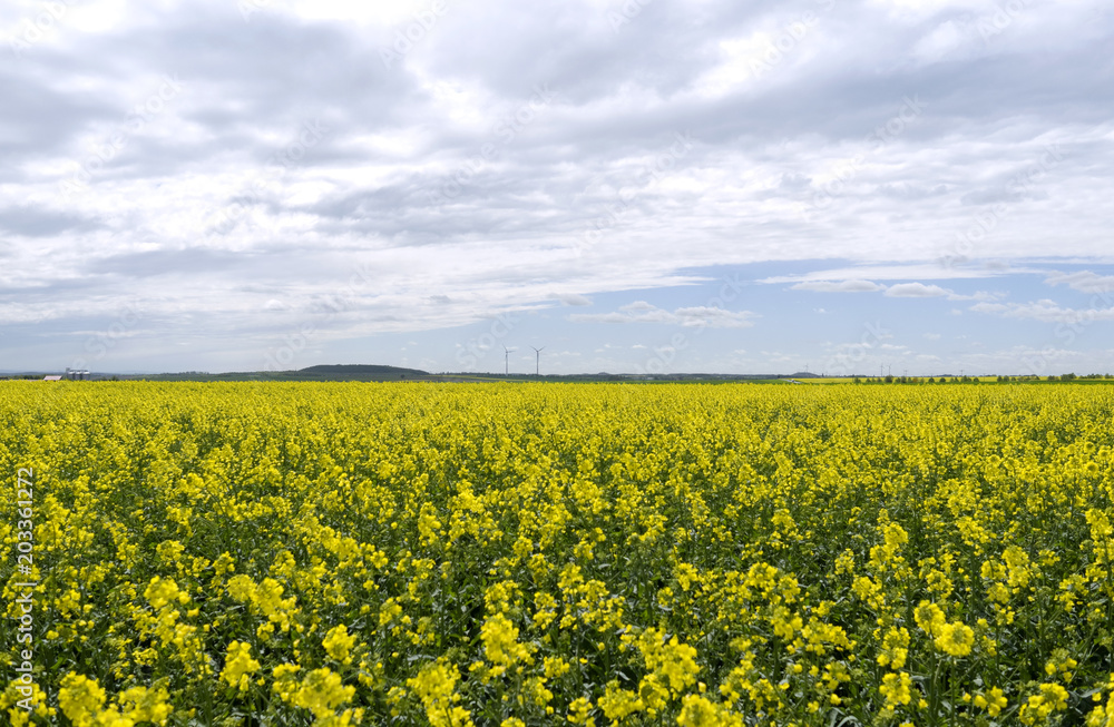 Bethenhausen / Germany: View over a yellow blooming rapeseed field to the recultivated mining area in Beerwalde