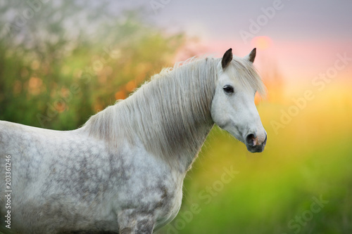 Fototapeta Naklejka Na Ścianę i Meble -  White horse with long mane close up portrait at sunrise