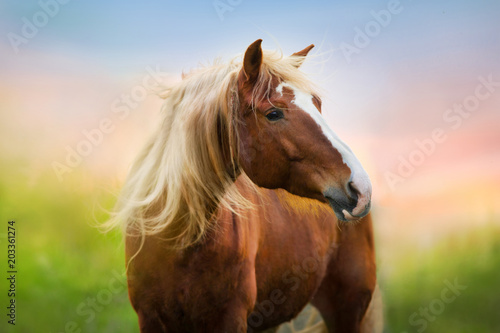 Fototapeta Naklejka Na Ścianę i Meble -  Red horse portrait at sunrise