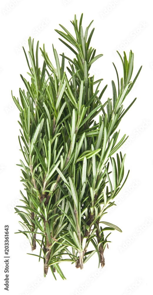Fototapeta premium rosemary isolated on white background