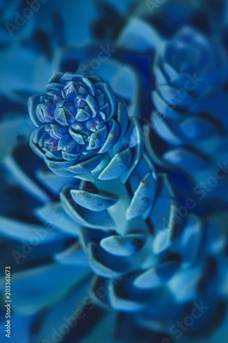 Blue flowers
