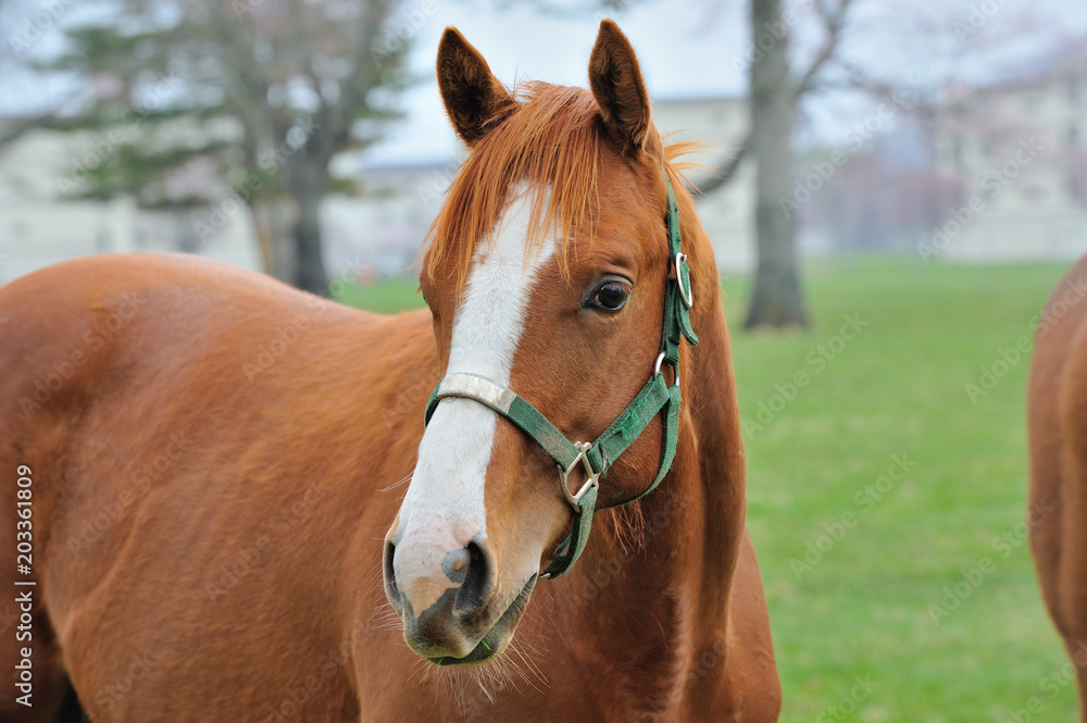 Fototapeta premium サラブレッド 馬