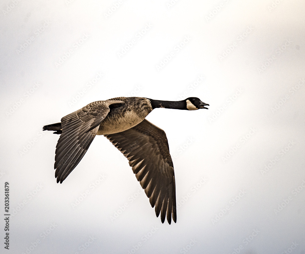 Obraz premium LONE GOOSE