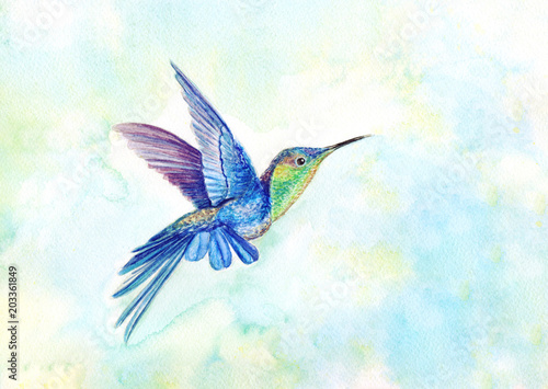 Hummingbird watercolor illustration