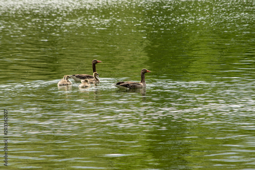 Family of geese swimming in a lake Family of geese swimming in a lake