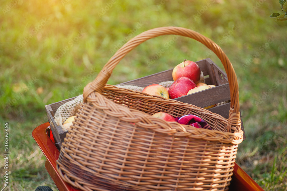 Apple harvest. Ripe red apples in the basket on the green grass. Apple harvest. Ripe red apples in the basket on the green grass.