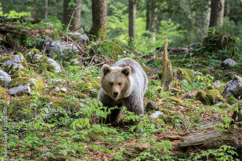 Orso bruno (Ursus arctos) nella foresta della Slovenia