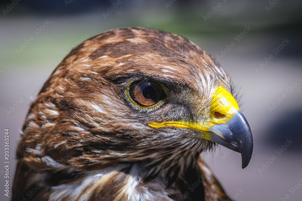 Naklejka premium Close up on a head of trained Common buzzard bird
