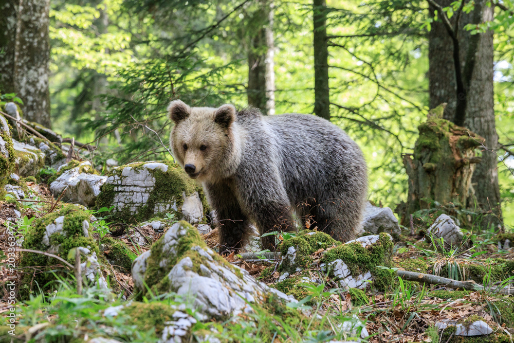 Orso bruno (Ursus arctos) nella foresta della Slovenia