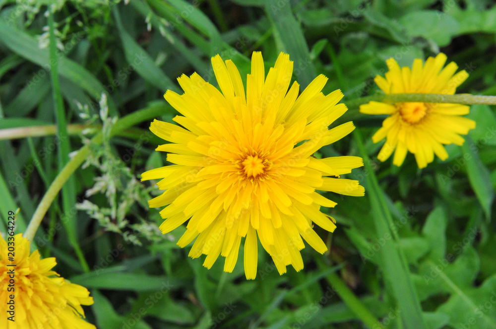 The simple and wonderful beauty of the Leontodon flower. Beautiful yellow flower on green background. The simple and wonderful beauty of the Leontodon flower. Beautiful yellow flower on green background.