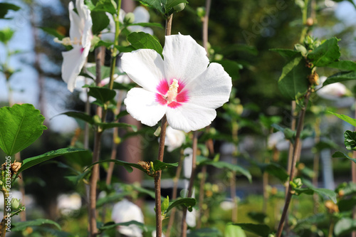 The beauty of the hibiscus syriacus flower  rose of sharon   biblical reference in song of solomon 2  1.