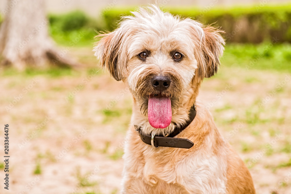 funny terrier dog gives a paw to the owner. dog portrait outdoor