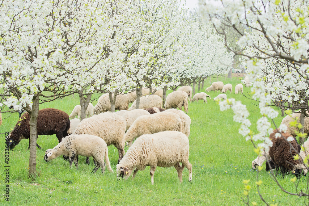 Obraz premium Sheeps in the meadow of blooming Spring trees