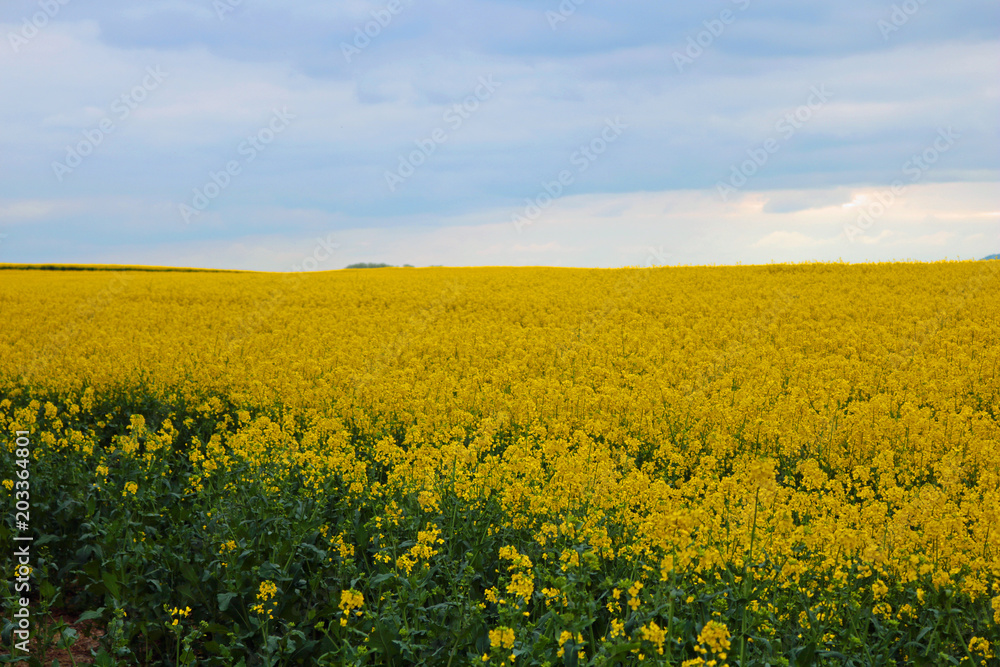 Golden field Golden field
