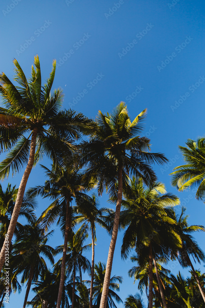 Obraz premium Coconut trees stretch into the sea