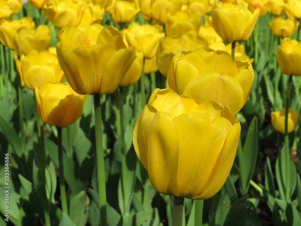 Field with beautiful yellow tulips. Spring background Field with beautiful yellow tulips. Spring background
