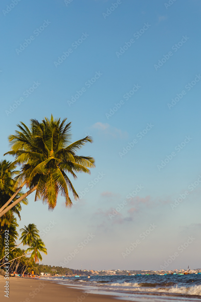 Coconut trees stretch into the sea