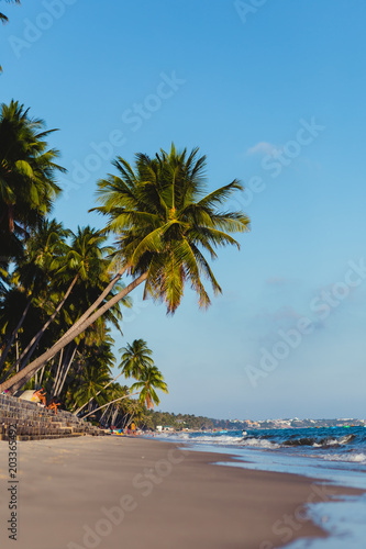 Coconut trees stretch into the sea