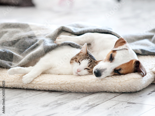 Photo Cat and dog sleeping