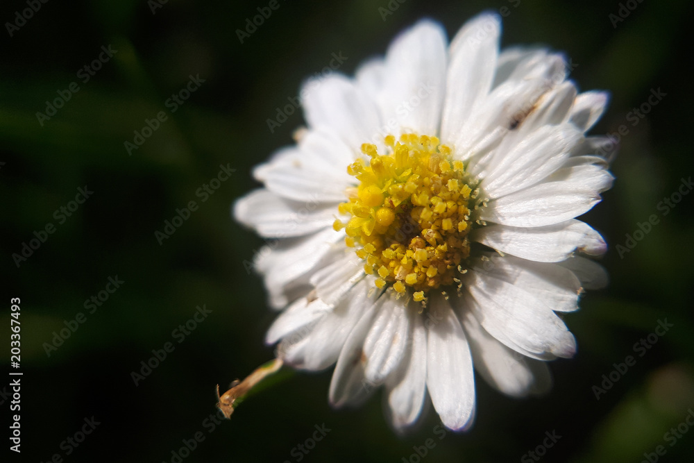macro Bellis Perennis daisy on a black background macro Bellis Perennis daisy on a black background