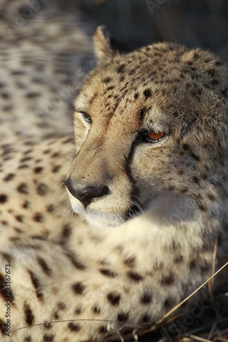  Africa cat, cheetah