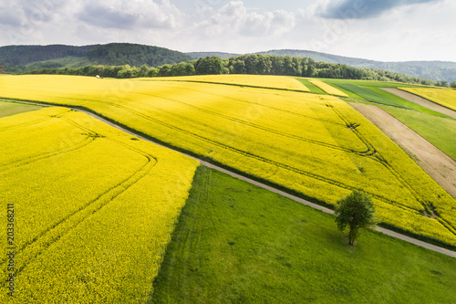 Hügellandschaft mit Rapsfelder - Luftaufnahme Burgenland (A)