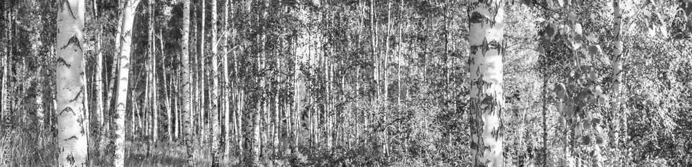 Birch grove on a sunny summer day landscape banner, huge panorama, black-and-white Birch grove on a sunny summer day landscape banner, huge panorama, black-and-white