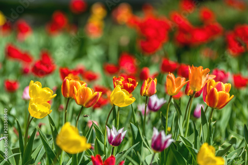 Colorful Tulips Flowers Blooming in a Park.