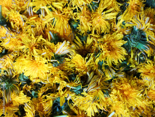 Fototapeta Naklejka Na Ścianę i Meble -  Löwenzahn Blüten Zubereitung