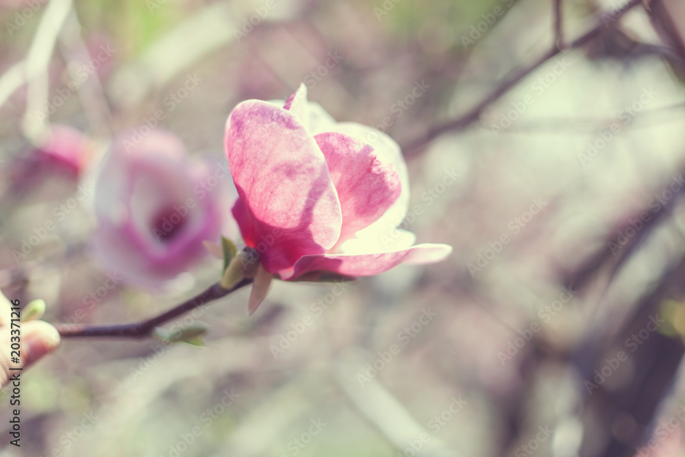 Bud of pink magnolia. Bud of pink magnolia.