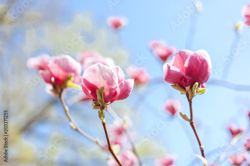 Blooming buds of pink magnolia.