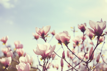 Keuken achterwand Magnolia Bloeiende magnolia in het park  © silkstocking