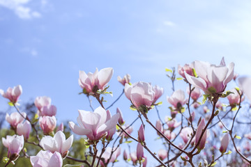 Keuken achterwand Magnolia Bloeiende magnoliatakken in voorjaar  © silkstocking