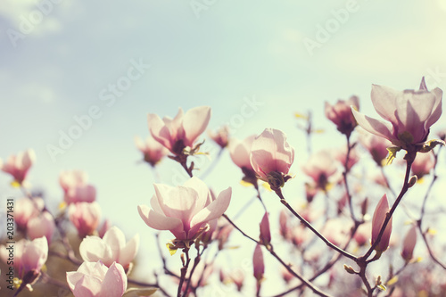 Blooming flowers of magnolia in the park.