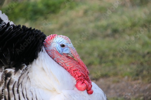 Agressive turkey with feathers high during mating season in Oud Verlaat photo