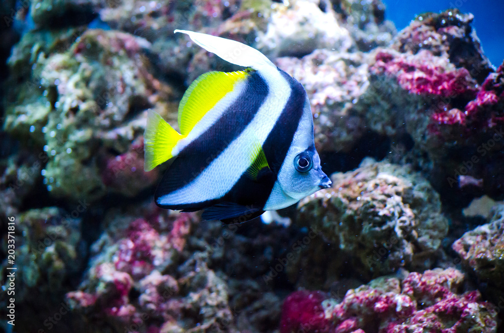 Beautiful aquarium fish floating in water against the background of stones and seaweed Beautiful aquarium fish floating in water against the background of stones and seaweed