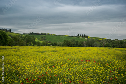 tuscany rural landscaper path countryside italy green blue yellow